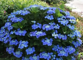 hydrangea macrophylla blaumeise